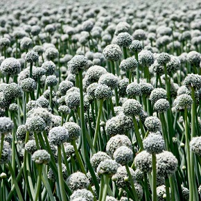 garlic fields